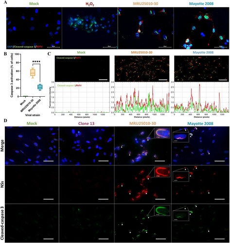Figure 4. RVFV infection of astrocytes induces an early activation of caspase 3 and its potential intranuclear sequestration by NSs filaments. (A) Monitoring of cell apoptosis using mock-, H2O2 pre-treated – and RVFV-infected astrocytes (MRU25010-30 and Mayotte 2008, MOI 0.1) fixed at two days post-infection (dpi) and labelled with anti-cleaved caspase 3 antibody (green, Cas3), anti-RVFV antibody (red), and DAPI (blue) (scale bar 50 µm), (B) Quantification of apoptosis in RVFV-infected astrocytes (MRU25010-30 and Mayotte 2008, 2 dpi, MOI 0.1) by counting cleaved-caspase 3 labelled cells compared to total cell number (counting ≥ 1000 cells, n = 6, t-test: ****p-value < .0001). (C) Fluorescence intensity plots (bottom plots) measurement of indirect IFA pictures (top pictures, scale bar 200 µm) with anti-cleaved caspase antibody (green) and anti-RVFV antibody (red) in mock and infected conditions (MRU25010-30 and Mayotte 2008, 2 dpi, MOI 0.1). Intensity of fluorescence is calculated for each pixel in horizontal distance and for anti-RVFV signal (red) and anti-cleaved-caspase 3 signal (green). (D) RVFV NSs interaction with cleaved-caspase 3 was assay with mock and RVFV-infected astrocytes (MRU25010-30, Mayotte 2008 and Clone 13, MOI 0.1) fixed at 2 dpi. Cells were labelled with anti-NSs antibody (red), anti-cleaved caspase 3 antibody (green), and DAPI (blue) (scale bar 50 µm, small scale bar 4 µm). Yellow labelling corresponding to the colocalization of cleaved-caspase 3 and NSs (examples of colocalization by white arrows).