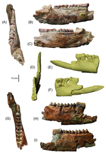 Fig. 4. Partial lower dentaries in A, D, G, occlusal; B, E, H, buccal; and C, F, I, lingual views. A–C, Partial right dentary of D. buloloensis NHMD 193278 with p3–m4; D–F, scan image of cast of partial left dentary of D. buloloensis holotype CPC 6774 (cast registered as AM F2297) with i1 and p3–m2; and G–I, partial right dentary of Watutia novaeguineae NHMD 193266 with p3–m4.