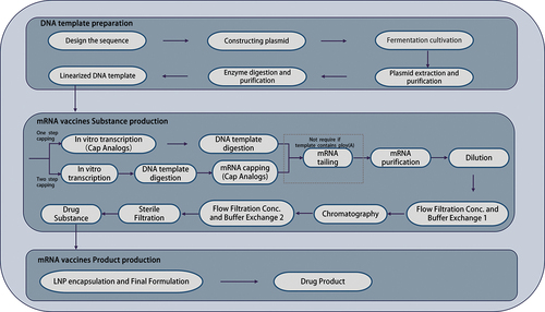 Figure 1. The process of the linear mRNA vaccine and sa-mRNA vaccine productions.