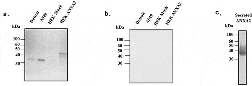 Figure 3. Western blotting probed with monoclonal ANXA2 antibody from mouse. (a) Four different cell lines (Detroit 562, A549, HEK 293 T/17 mock, and ANXA2 transduced HEK 293 T/17) were probed with ANXA2 antibody to detect the ANXA2 expression. Size difference could be due to lentiviral expressed plasmid containing Myc-DDK tag and multiple cloning regions. (b) Secondary only antibody control western blotting to confirm the nonspecific signal. (c) The purified ANXA2 by nickel chromatography from cell culture medium of ANXA2 transduced HEK293 T/17 cells.