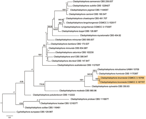 Figure 2. Phylogenetic tree of the Cladophialophora genus generated using maximum likelihood analysis with combined of ITS, SSU, and LSU sequences. Node values (ML/BI) indicating bootstrap support (left) and Bayesian posterior probability (right) are shown. Sequences generated in this study are highlighted in orange. The outgroup used in this analysis is Cyphellophora europaea strain CBS 129.96.
