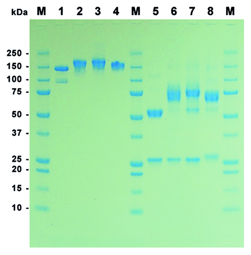 Figure 2. SDS-PAGE of purified MN-IgGs and IgG-RNase constructs. A total of 1 µg purified protein per lane was tested by SDS-PAGE under non-reducing (lane 1–4) and reducing (lane 5–8) conditions followed by Coomassie staining. Lane 1 and 5: MN-IgG; lane 2 and 6: MN-IgG-RNase; lane 3 and 7: MN-IgG-RNase(H12A, H119A); lane 4 and 8: CTX-IgG-RNase; M: protein standard All Blue (BioRad)