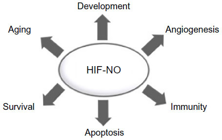Figure 6 HIF-NO signaling supports several processes in the body, including development, angiogenesis, immunity, apoptosis, survival, and aging.