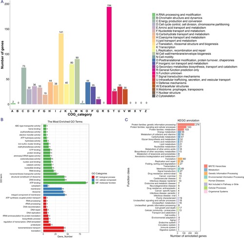 Figure 4. Functional category analysis of the B8 genome annotated to the COG, GO, and KEGG databases. (A) COG annotation assignments. The COG functional annotations were divided into 26 categories. The COG categories are shown on the X-axis as alphabets, with category names on the right. (B) GO annotation distribution (level 2). The GO assignments were divided into three categories (level 1) namely, biological process (red), cellular process (blue), and molecular function (green). (C) KEGG annotation distribution. The KEGG orthologies were categorized into eight major categories: Brite Hierarchchies, Metabolism, Genetic Information Processing, Environmental Information Processing, Human Diseases, Not Included in Pathway or Brite, Cellular Processes and Organismal Systems.