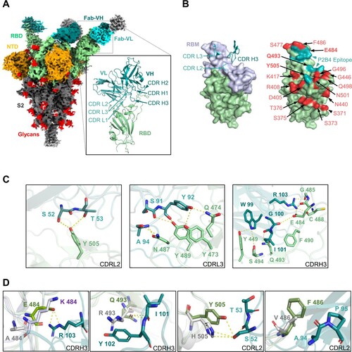 Figure 4. Structural basis of class II NAb P2B4 for viral neutralization and escape. (A) Cryo-EM density map of SARS-CoV-2 WT spike in complex with P2B4 Fab. NTD is shown in orange, RBD in green, glycans in red, with Fab heavy chain in dark cyan and light chain in light cyan. The cartoon represents the structure of P2B4 variable regions binding WT RBD after local focused refinement. The variable region of light chain (VL), of heavy chain (VH) and RBD are coloured light cyan, dark cyan and olive, respectively. (B) P2B4 CDR L2/L3/H3 are involved in binding WT RBD (left). The receptor-binding motif (RBM) is coloured light purple. The epitope is shown in cyan on RBD surface with VOCs mutation sites coloured red (right). E484, Q493 and Y505 in bold font are included in the epitope of P2B4. (C) Structural basis of P2B4 neutralization. Residues of CDRs and RBD involved in interaction are labelled in light cyan (CDR L2/L3), dark cyan (CDR H3) and olive (RBD), respectively. Hydrogen bonds and salt bridges are represented by yellow dashed lines. (D) Structural basis of P2B4 evasion. Mutations in E484, Q493 and Y505 are labelled in P2B4 Fab-WT RBD complex (P2B4 in cyan and RBD in green) aligned with Beta RBD (PDB:7VX4, light purple) or Omicron BA.1 RBD (PDB:7TLY, grey). F486 in BA.1 RBD is substituted into valine to structurally simulate BA.4/5. Hydrogen bonds are represented by yellow dashed lines.
