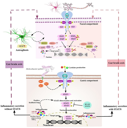 Figure 11. H. pylori-derived secretions provoke neuroinflammation and neurodegeneration via modulating STAT3 signalling pathway. H. pylori infection to gastric AGS cells elicits the inflammatory response and alters the expression of STATs regulatory factors. By altering the gut-brain axis, H. pylori-derived secretome prompts neuroinflammation. IMR-32 and co-cultured cells exposed to HPCM exhibited heightened expression of inflammatory markers like IL6, IL8, TNFα, and chemokines. Besides inflammatory cascades, HPCM has the potential to instigate the STAT signalling pathway in the neuronal milieu. The augmented expression of AD-associated hallmarks like APP, APOE4, BACE1, and PSEN1 has been observed in neural cells treated with HPCM. Inhibition of STAT3 by BP-1-102 decreases the inflammation and neuropathological markers in neural cells exposed to STAT3i-treated HPCM.