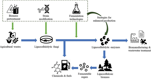 Figure 2. Several production strategies support the fungi-derived lignocellulolytic enzyme production from agriculture wastes and promote enzyme applications.