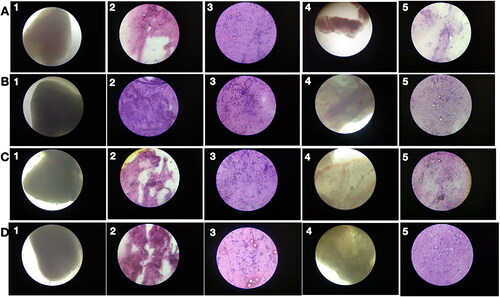 Figure 9. Low chronic PRK-NP toxicity in zebrafish. (A) Tissue samples from untreated zebrafish (samples 1–5 as indicated in Figure 7) and animals receiving the compound at a concentration of (B) 3 µg/g body weight. (C) 30 µg/g body weight, or (D) 90 µg/g body weight.