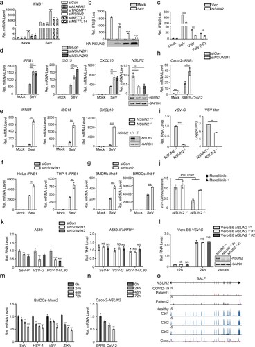 Figure 1. NSUN2 negatively regulates antiviral innate type I interferon responses. (a) qPCR analysis of IFNB1 mRNA in HEK293T cells transfected with siControl or siRNAs targeting different RNA methyltransferases or demethylases for 36 h, with or without infection by SeV for another 8 h. (b) Dual-luciferase assay analysing IFN-β promoter activity (IFN-β-Luc) in HEK293T cells in 24-well plates transfected for 24 h with 100 ng IFN-β-Luc plasmid and 20 ng Renilla luciferase plasmid (RL-TK) along with vector or increasing amounts (0, 0.1, 0.2, and 0.5 μg) of plasmid encoding NSUN2, with or without infection by SeV, for another 10 h. (c) Dual-luciferase analysis of IFN-β-Luc in HEK293T cells in 24-well plates transfected for 24 h with vector (Vec) or NSUN2, with or without infection by SeV or VSV for another 10 h, or transfected with poly (I:C) (1 µg/mL) for another 10 h. (d) qPCR analysis of IFNB1, ISG15, CXCL10 and NSUN2 mRNA in HEK293T cells transfected with siControl or siRNAs targeting NSUN2, with or without infection by SeV for 8 h. Immunoblot analysis shows knockdown efficiency of siRNAs targeting NSUN2. (e) qPCR analysis of IFNB1, ISG15 and CXCL10 mRNA in wild-type HEK293T cells or NSUN2−/− HEK293T cells, with or without infection by SeV for 8 h.