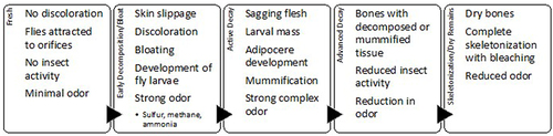 Figure 2 Stages of Decomposition.Citation15–19