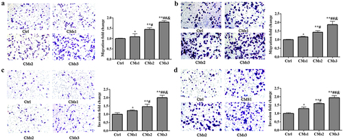 Figure 2. Galectin-1 overexpression CMs promotes cell migration and invasion in vitro. (a) The effect of galectin-1 overexpression CMs on A549 cell migration was analyzed by transwell migration assay. (b) The effect of galectin-1 overexpression CMs on H1299 cell migration was analyzed by transwell migration assay. (c) The effect of galectin-1 overexpression CMs on A549 cell invasion was analyzed by transwell invasion assay. (d) The effect of galectin-1 overexpression CMs on H1299 cell invasion was analyzed by transwell invasion assay. Magnification: × 100. vs ctrl group, *p < .05, **p < .01, ***p < .001; vs CMs1 group, #p < .05, ##p < .01; vs CMs2 group, &p < .05, &&p < .01.