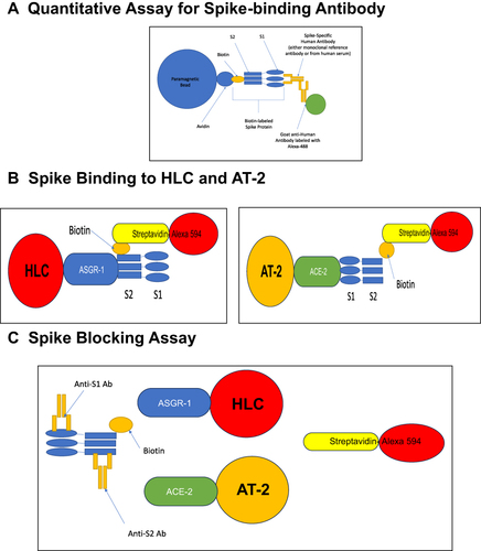 Figure 1 Schematics of Methods for Spike Analyses. (A) Schematics for anti-Spike antibody quantitative flow cytometry assay. Paramagnetic beads coated with biotinylated spike protein are reacted with monoclonal antibody or serum antibodies. Anti-Spike Antibodies are detected by the binding of anti-human antibody labeled with Streptavidin-Alexa 488. (B) Schematics for Spike Binding Assays for Confocal and Flow Cytometry Analysis. Cells are fixed and permeabilized. Cells are then reacted with biotinylated spike proteins. Bound spike proteins are detected by streptavidin-alexa 594. (C) Schematics for Spike Blocking Assays. Spike proteins are pre-incubated with serum prior to addition to fixed and permeabilized target cells. Spike proteins bound to target cells are detected by reaction with streptavidin-alexa 594.