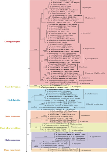 Figure 1. Phylogram of Micropsalliota generated by Bayesian inference (BI) analysis based on sequences of a concatenated data set from four nuclear genes (ITS, LSU, rpb2, and tef1). Leucoagaricus centricastaneus and L. badius are selected as outgroups. Posterior probabilities (BI-PP) ≥ 0.95 and ML bootstrap (ML-BP) ≥ 75% are shown as PP/BP. The scale bar represents the substitutions per nucleotide site.