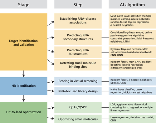 Figure 1. Artificial intelligence (AI) applications and tools in RNA-targeted small molecule drug discovery. Successful applications of AI tools in the various stages of drug discovery have been reported. CNN, convolutional neural network; DNN, deep neural network; GNN, graph neural network; Lasso, least absolute shrinkage and selection operator; LDA, linear discriminant analysis; LSTM, long short-term memory; MFFNN, multilayer feed-forward neural network; MLP, multilayer perceptron; MRF, Markov random fields; QSAR/QSPR, quantitative structure – activity/property relationship; SVM, support vector machine.