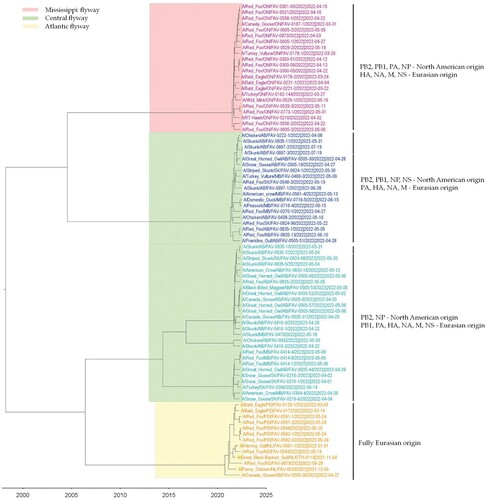 Figure 3. MCC tree inferred using Bayesian MCMC analysis of concatenated full genome sequences of H5N1 clade 2.3.4.4b viruses obtained from mesocarnivores and birds. The clustering evidence of the viruses on the phylogenetic tree demonstrates the genetic relatedness of viruses from red fox, skunks, and mink with avian-origin H5N1 within a specific North American wild bird migration flyways. Branches are highlighted to reflect North American bird migration flyways: yellow for Atlantic flyway; pink for Mississippi flyway; and light green for Central flyway. AB = Alberta; MB = Manitoba; SK = Saskatchewan; ON = Ontario; PEI = Prince Edward Island; NS = Nova Scotia.