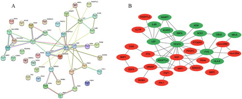 Figure 6. PPI network establishment. (A) PPI of the 42 IODEGs analyzed with the STRING database; (B) PPI network visualized by the Cytoscape, where red nodes represent up-regulated genes and green nodes represent down-regulated genes.