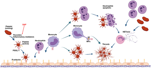 Figure 2 Role of P-selectin and NETs in thrombosis. The interaction of P-selectin, expressed on stimulated endothelial cells and activated platelets, with PSGL-1 mediates the rolling of these cells on vascular endothelial layers, platelet–neutrophil, platelet-platelet aggregations, and incorporation in thrombi of monocyte-derived TF in capillary venules. The activated platelets mediate neutrophil necroptosis, NET formation, and NET-MP aggregates to induce thrombin generation. In turn, NETs recruit more platelets and neutrophils to reinforce each other, damaging the endothelium. The initiator is inflammatory mediator released in the early stage of SAP.