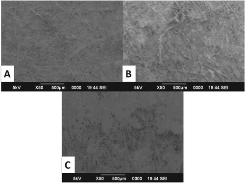 Figure 2. Surface morphology visualization using SEM: A. Image of Chitosan Polymer surface, B. Image of ZnO NP enriched Chitosan NCp Matrix surface, C. Image of Lipase immobilized ZnO NP enriched Chitosan NCj Biosensor surface.