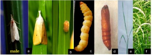 Figure 2. Different stages of rice stem borer identified from rice in Ethiopia (Bewket, Citation2018).