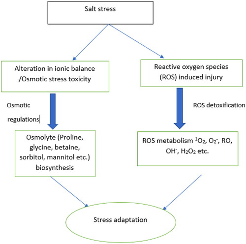 Figure 1. The common mechanisms involved in rice salt tolerance stress response (Liu et al., Citation2023).