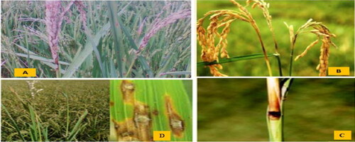 Figure 6. Symptoms of panicle blast (A), neck blast (B), node blast (C), and leaf blast (D) diseases in rice field in Ethiopia. Source: Zeleke et al. (Citation2019).