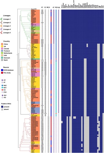 Figure 2. The phylogenetic tree and information of STs, CCs, MCG groups, and putative virulence-associated genes (VAGs) for the S. suis serotype 4 population. The superscripts “D” and “P” indicate strains originating from diseased pigs and human patients, respectively. The phylogenetic tree was constructed based on the SNPs of the core genome. The S. pneumoniae ATCC 700669 (NC_011900) was used as an outgroup to root the tree.