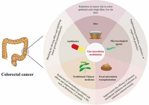 Figure 2. Overview of candidates for gut microbiota modulation for the prevention and treatment of colorectal cancer, including diet modulations, microecological agents, fecal microbiota transplantation, antibiotics, and traditional Chinese medicine.