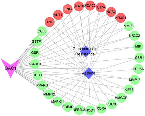 Figure 6 The compound-target-disease network. Triangle, circle and diamond indicate GAC1, key targets and disease, respectively. Lines represent interactions between nodes.