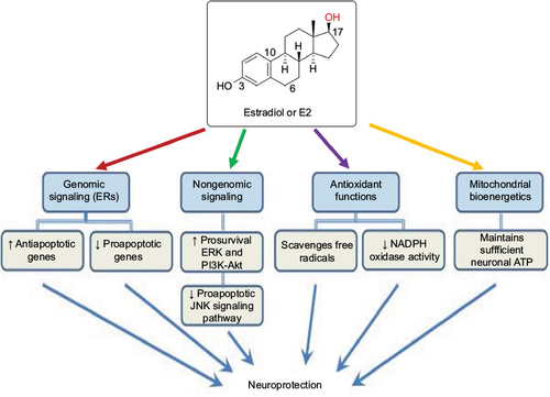 Figure 2 Various molecular mechanisms of E2 for its neuroprotective effects.