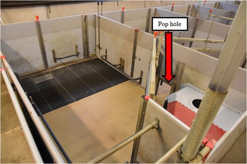 Figure 1. Pop-hole between two empty and cleaned access pens (AP).
