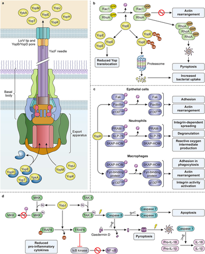 Figure 2. Yersinia T3SS structure and contributions to pathogenesis by YopE, YoH, and YopJ. (a) chaperones keep YopE, YopH, YpkA, and YopT in an unfolded, secretion-ready state as they are transported to the export apparatus. YopJ, YopM, and YopK do not require a chaperone for secretion. Following chaperone dissociation, Yops are transported through the sorting platform, basal body, needle, and translocon, then enter directly into the host cytoplasm. (b) Ubiquitination of YopE affects its function, as deubiquitinated YopE is associated with reduced Yop translocation while ubiquitinated YopE is degraded by host proteosomes and is associated with increased bacterial uptake. Functionally, YopE activates the GTPase domains of Rac1 and RhoA, causing them to be converted to their GDP-bound inactive forms. This inactivation prevents actin rearrangement, but the buildup of inactive RhoA can cause activation of the inflammasome and subsequent pyroptosis. (c) YopH dephosphorylates select targets in epithelial cells, neutrophils, and macrophages, blocking distinct functions in each. (d) YopJ acetylates MKK, preventing its downstream phosphorylation and activation. It also deubiquitinates TRAF6, preventing its downstream activation of IκB kinase and NFκB production. Lastly, YopJ acetylates TAK1, inactivating it and causing subsequent activation of caspase 8. Active caspase 8 can then cleave gasdermin D or cleave and activate caspase 7 and caspase 3. Cleavage and activation of caspase 7 and caspase 3 promotes apoptosis, while cleavage of gasdermin D causes it to form a membrane pore. This event signals the activation of the inflammasome and caspase 1 activation with subsequent production and release of IL-18 and IL-1β. Created with Biorender.com.