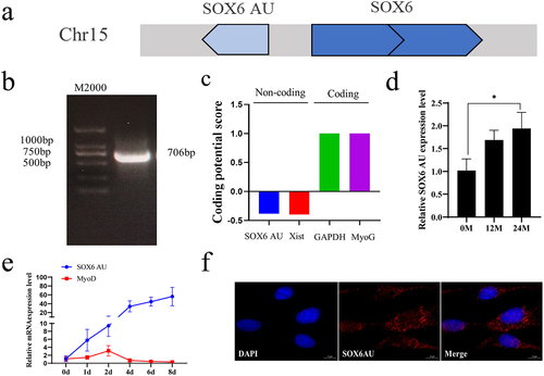 Figure 1. Expression pattern of SOX6 AU. (a) Location of SOX6 AU in the bovine genome. (b) Full-length SOX6 AU was obtained. (c) The coding ability of SOX6 AU was predicted by the CPC website. (d) Spatiotemporal expression profile of SOX6 AU. (e) Expression profiles of SOX6 AU and MyoG during myogenic differentiation. (f) Detection of the localization of SOX6 AU in bovine primary skeletal muscle cells by FISH. Blue indicates the cell nucleus. Red indicates SOX6 AU. Original magnification, ×200. The data are shown as the mean±SD from three independent experiments. *p < 0.05.