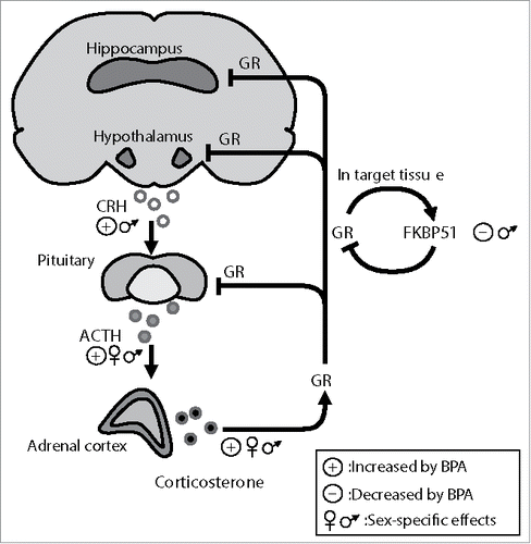 Figure 1. The hypothalamic-pituitary-adrenal axis (HPA) and BPA's effects under basal conditions. Hypothalamic and higher brain centers such as the hippocampus control HPA axis function. Corticotrophin releasing hormone (CRH) from the paraventricular hypothalamic area stimulates the release of adrenocorticotrophin hormone (ACTH) from the anterior pituitary, which in turn triggers the release of glucocorticoids (corticosterone in rodents) from the adrenal cortex. Following stress, the highly secreted glucocorticoids, via their receptors (GR), are responsible for the termination of the axis activation through a negative feedback loop exerted on the central axis components. GR activity is tightly regulated by the co-chaperon FKBP51 that inhibits GR hormone binding affinity and nuclear translocation via an ultra-short feedback loop within the HPA axis. The figure illustrates the reported effects of BPA on the HPA axis under basal conditions. Perinatal BPA exposure appears to affect most HPA axis regulators, in a sex-specific manner, including FKBP51 expression.