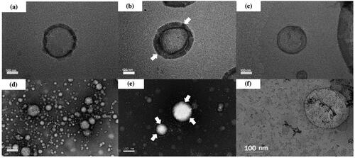 Figure 2. Transmission electron microscopy of (a) DOTAP liposomes, (b) chitosan–coated DOTAP liposomes, (c) cholesterol–DOTAP liposomes, (d) LA liposomes, (e) chitosan–coated LA liposomes and (f) cholesterol–LA liposomes with a magnification of ×25,000. The chitosan coating layer is indicated by arrows.