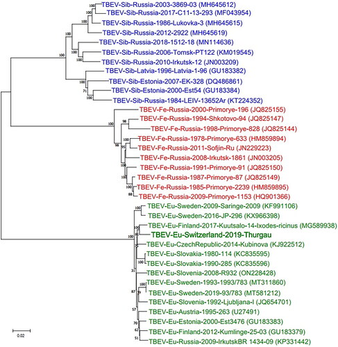 Figure 3. Phylogenetic comparison of whole genome sequences of representative tick-borne encephalitis virus (TBEV) strains from the three main subtypes. Representative full-length sequences were obtained from NCBI GenBank with corresponding accession numbers shown in brackets. Colors indicate the three different TBEV subtypes (green: European subtype [TBEV-Eu], red: Far Eastern subtype [TBEV-Fe], blue: Siberian subtype [TBEV-Sib]). The obtained consensus sequence of puppy ‘S19-1723’, TBEV-Eu-Switzerland-2019-Thurgau (bold), clusters with the European subtypes.