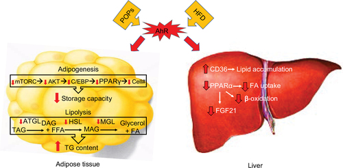 Figure 2 AhR regulates body metabolism through actions in the liver and adipose tissue.
