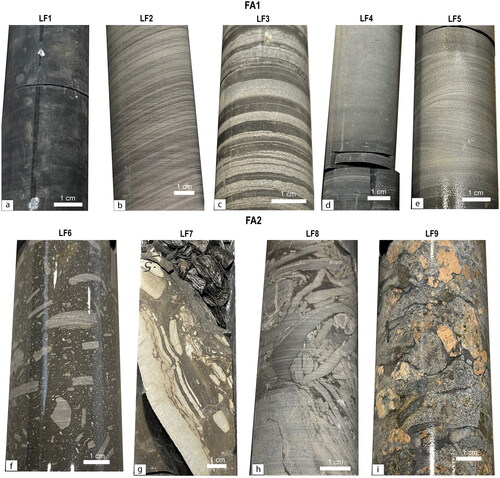 Figure 5. Drill core photographs of various lithofacies from the Tapley Hill Formation: (a–e) FA1 offshore marine and (f–i) FA2 offshore transition (turbiditic). (a) LF1 (SLT 102 614 m) black, calcareous, massive, carbonaceous mudstone; (b) LF2 (HODD3 701 m) grey to dark grey, finely laminated, calcareous siltstone; (c) LF3 (SLT 102 542 m) intercalated dark grey, calcareous, laminated siltstone and light grey, calcareous, laminated siltstone; (d) LF4 (SLT 101 799 m) dark grey, laminated siltstone intercalated with sharp-based 5–10 cm thick, light grey, massive, calcareous siltstones with carbonaceous rip-up clasts of various size; (e) LF5 (SLT 101 749 m) light grey, cross-bedded, fine-grained sandstone. Lithofacies from FA2 offshore transition (turbiditic; all Tapley Hill Formation); (f) LF6 (BLANCHE 1 594 m) dark grey siltstone with siliciclastic carbonate clasts; (g) LF7 (SAE 22 409 m) slumped, laminated, dark grey siltstone and light grey, dolomitic siltstone with carbonate clasts; (h) LF8 (HODD3 490 m) light grey, carbonate clast ‘edgewise’ conglomerates within interbedded dark grey and light grey siltstones, edgewise conglomerate 3–20 cm thick layers; and (i) LF9 (BLANCHE 1 630 m) grey-orange-pink, poorly sorted conglomerate composed of angular to subrounded granite clasts varying in size from 0.1 to 4 cm and reworked carbonate clasts.