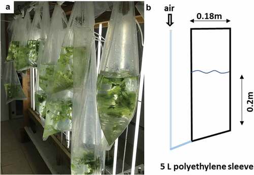 Figure 1. (a) The indoor MPBR cultivation system during an experiment. The sleeves, filled with 5 l ASW (no water exchange during cultivation, aeration rate of 1 l min−1), were installed in a room with controlled temperature (21-22°C) and light (14:10 light: dark cycle, 80–110 µmol photons m−2 s−1). Ulva rigida initial stocking density was 5 g FW l−1. (b) A front view sketch of a single MPBR reactor.