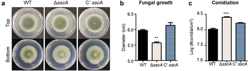 Figure 2. Functions of SscA in Aspergillus fumigatus development. (a) Photographs of colonies of WT, ΔsscA and Cʹ sscA strains point-inoculated onto solid MMY and grown at 37 °C for 4 days. (b) Quantitative analysis of fungal growth of strains shown in (a); error bars indicate the standard error of the mean in three biological replicates (**p < 0.01). (c) Quantitative analysis of asexual spore formation of the strains shown in (a); error bars indicate the standard error of the mean in three biological replicates (**p < 0.01).