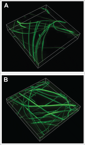Figure 2. 3D rendering of fluorescent electrospun fibers dispersed in an agarose/methylcellulose hydrogel at 2 densities. Electrospun fibers doped with rhodamine-123 were electrospun and incorporated into the hydrogel at (A) low and (B) high densities. Low density samples combine 5 coverslips of fibers per 500 μL of hydrogel whereas high density samples combine 10. Images were captured using a 20X objective lens through 50 μm in the Z-direction. The 3D rendered images were created using the 4D function in MetaMorph.