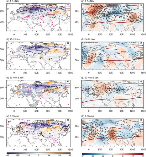 Figure 3. (a–d) Composite difference of vertically integrated water vapor transport (from the surface to 300 hPa; vectors; units: kg m−1 s−1), SWE (shaded; units: mm), and SAT (contours; units: °C) during (a) 1–14 November, (b) 15–21 November, (c) 22 November to 5 January, and (d) 6–15 January, between decreased and increased Urals SWE years. The contour interval is 2.5°C, with negative values in dashed contours. Regions gridded blue represent land–atmosphere coupling, calculated as the correlation coefficients between SWE and SAT averaged in each period. (e–h) Composite difference of 300-hPa meridional wind (shaded; units: m s−1), geopotential height (contours; units: 10 gpm), and WAFs (vectors; units: m2 s−2). Thick brown curves denote climatological westerly jet axes at 300 hPa. Dotted regions denote values exceeding the 95% confidence level