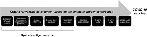 Figure 3. Summary showing, step by step, the criteria for the development of a COVID-19 vaccine through the construction of synthetic antigens.