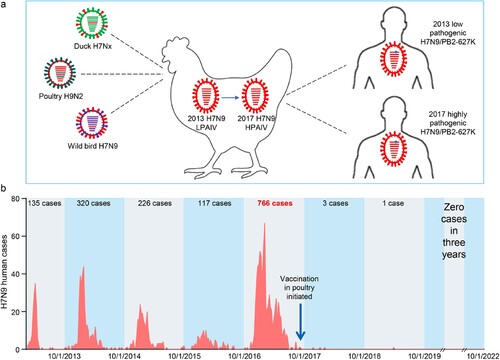 Figure 4. H7N9 viruses detected in China and the human infections they have caused since 2013. (a) Diagram of the emergence and evolution of H7N9 viruses in China. LPAIV, low pathogenic avian influenza virus; HPAIV, highly pathogenic avian influenza virus. (b) Human infections with H7N9 viruses in China.