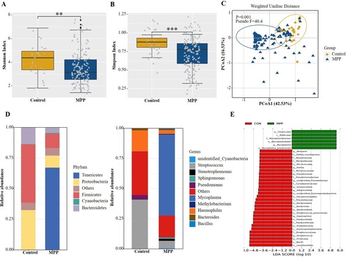 Figure 2. Comparisons of respiratory microbiota in MPP and Control groups. (A) Alpha diversity was evaluated by the Shannon index. (B) Alpha diversity was evaluated by the Simpson index. (C) Principal coordinate analysis based on the Weighted Unifrac matrix between MPP and Control groups. (D) Relative abundance of respiratory microbiota at the phylum and genus level. (E) The species with significant differences in abundance between the two groups by using LEfSe analysis. MPP, Mycoplasma pneumoniae pneumonia patient; Control, other bacterial or viral pneumonia. **P < 0.01, ***P < 0.001.