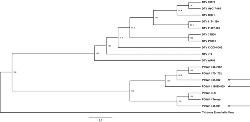 Figure 2. Maximum likelihood phylogeny of Powassan virus (POWV-1) and deer tick virus (DTV) based on full genome nucleotide sequences with tickborne encephalitis virus as an outgroup. Bootstrap values are displayed at each node (range: 38.9-100). Recent New York State (NYS) isolates (arrows); POWV-1 46-001, POWV-1 63-002, and POWV-1 19065–059 cluster with historic POWV-1 isolates.
