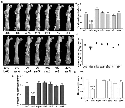 Figure 1. Mutation of sarA in LAC attenuates virulence in a murine osteomyelitis model to a greater extent than mutation of any other regulatory locus. a) Femurs were harvested from mice 14 days post-infection and imaged by µct. Top and bottom panels are randomly chosen images from each experimental group obtained in two independent experiments. Numbers below each panel denote the percentage of broken bones observed in each experimental group. B and C) Quantitative analysis of cortical bone destruction (b) and new bone formation (c) of intact bones. d) Bacterial burdens were determined by homogenization of fractured and unfractured bones and serial dilution of the homogenates prior to plating on TSA. Results are reported as the average ± the standard error of the mean (SEM). e) Overall osteomyelitis (OM) scores were calculated to allow consideration of intact and broken bones. In all cases, statistical significance was assessed by one-way ANOVA. Numbers indicate p-values by comparison to the results observed with mice infected with the LAC parent strain.