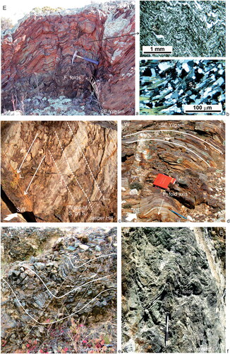 Figure 9. D1 fabrics overprinted by D2 fabrics (localities shown in Figure 5): (a) upright F2 fold in sedimentary unit, southeast Yilgarn; (b) oriented petrographic sample from previous outcrop shows the early bedding-parallel S1 foliation is folded by the upright F2 folds; (c) L0–2 intersection lineation trace of S2 overprints L1 lineations on the S0 surface, Jasper Hill, Leonora; (d) L1 lineations are folded by upright F2 folds, southeast Yilgarn; and (e, f) flat-lying S1 foliation in basalt is folded by upright F2 folds, Songvang pit, Agnew.