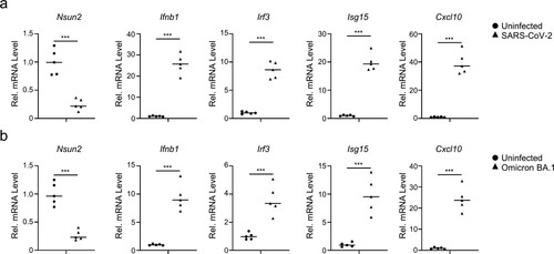 Figure 8. SARS-CoV-2 infection decreases Nsun2 expression levels and activates innate immunity responses in K18-hACE2 KI mice. (a) qPCR analysis of Nsun2, Irf3, Ifnb1, Isg15 and Cxcl10 mRNA in lungs from SARS-CoV-2 WT strain infected K18-hACE2 KI mice (n = 5) or uninfected K18-hACE2 KI mice (n = 5), injected intranasally for 48 h with SARS-CoV-2 WT strain (250 PFU per mouse). (b) qPCR analysis of Nsun2, Irf3, Ifnb1, Isg15 and Cxcl10 mRNA in lungs from SARS-CoV-2 BA.1 omicron variant infected K18-hACE2 KI mice (n = 5) or uninfected K18-hACE2 KI mice (n = 5), injected intranasally for 48 h with SARS-CoV-2 WT strain (8000 PFU per mouse). NS, not significant for P > 0.05, *P < 0.05, **P < 0.01, ***P < 0.001.