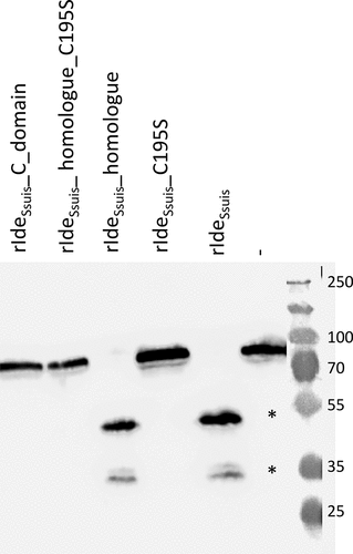 Figure 1. Point mutation of the cysteine 195 within the putative catalytic center of rIdeSsuis leads to loss of IgM cleavage activity. Porcine serum was incubated with 5 µg/ml of the indicated rIdeSsuis constructs, followed by anti-pig IgM Western blot analysis with a polyclonal anti-IgM antibody. Serum incubated with phosphate buffered saline served as negative control (-). A 10% percent polyacrylamide gel was used for SDS-PAGE under reducing conditions. Marker bands in kDa are shown on the right-hand side. IgM cleavage products are indicated by asterisks.