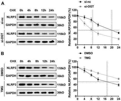 Figure 6. O-GlcNAcylation increases NLRP3 protein stability. The half-life of NLRP3 in HepG2 cells treated with CHX in (A) si-nc and si-OGT; (B) DMOSO reagent control and TMG groups. CHX: cycloheximide; TMG: Thiamet-G.